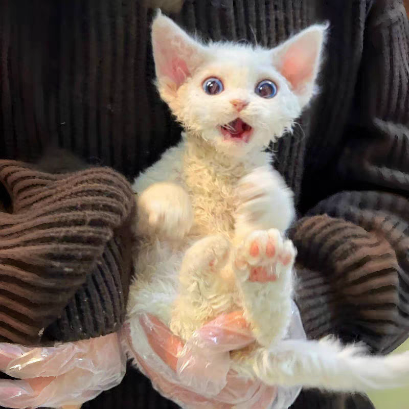 猫舍直销,批发价出售,德文卷毛猫